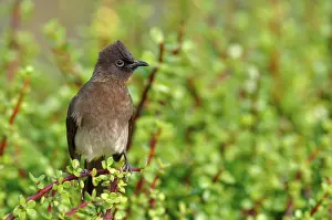 Cape Bulbul (Pycnonotus capensis)