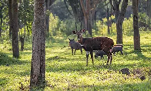 Cape bushbuck (Tragelaphus sylvaticus)
