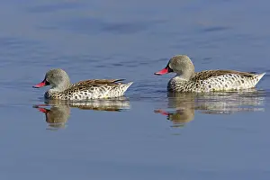 Cape cape teal (Anas capensis) adult pair
