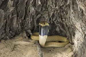Cape Cobra
