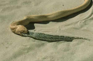 Cape Cobra (Naja nivea) eating other snake