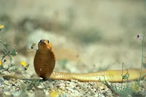 Cape Cobra (Naja nivea), threat display, Namibia