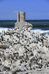 Cape Cormorant (Phalacrocorax capensis)