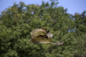 Cape Eagle Owl (bubo capensis), Adult in Flight