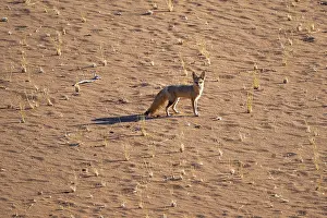 Cape fox (Vulpes chama) in the sand