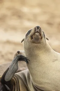 Cape Fur Seal (Arctocephalus pusillus)