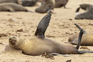 Cape Fur Seal (Arctocephalus pusillus)