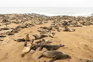Cape fur seals resting on the sandy beach at Cape Cross Nature Reserve