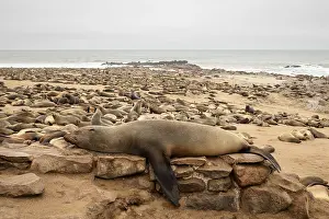 Cape fur seals resting on the sandy beach at Cape Cross Nature Reserve