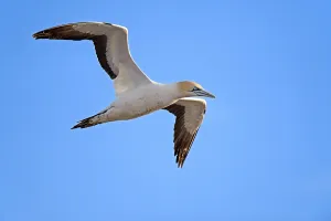 Cape Gannet (Morus capensis), Bird Island
