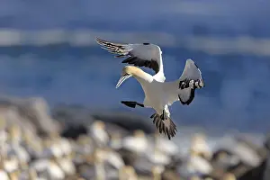 Cape Gannet (Morus capensis), Lamberts Bay
