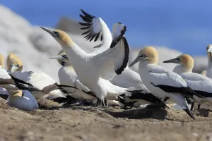 Cape Gannet (Morus capensis), Lamberts Bay