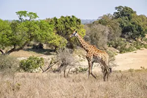 Cape giraffe (Giraffa giraffa giraffa)
