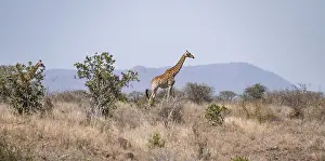 Cape giraffe (Giraffa giraffa giraffa)