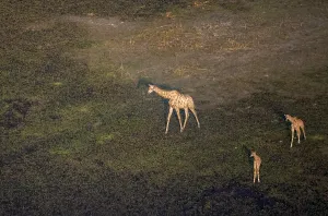 Cape giraffe (Giraffa giraffa giraffa)