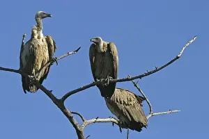 Cape Griffon, Cape Vulture (Gyps coprotheres)