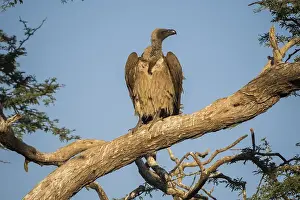 Cape griffon (Gyps coprotheres)