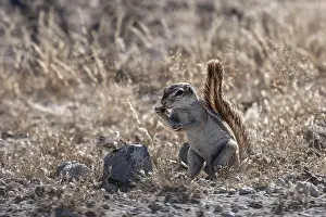 Cape Ground Squirrel (Xerus inauris)