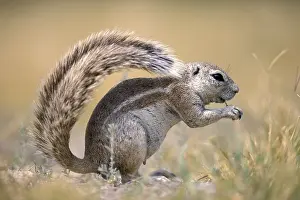 Cape ground squirrel (Xerus inauris)