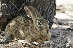 Cape hare, Cape hare, desert hares