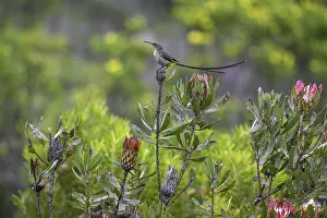 Cape Honeybird (Promerops cafer)