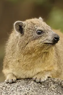 Cape Hyrax or Rock Hyrax, (Procavia capensis)