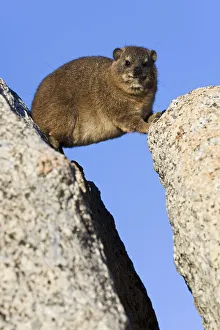 Cape klipshepherd (Procavia capensis)