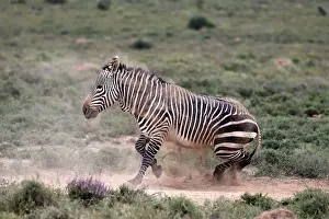 Cape Mountain Zebra (Equus zebra)
