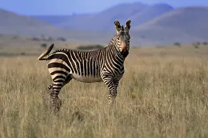 Cape Mountain Zebra (Equus zebra zebra)