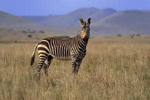 Cape Mountain Zebra (Equus zebra zebra)