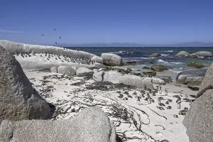 Cape penguins, South African penguin (Spheniscus demersus) colony at Boulders Beach