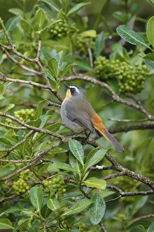 Cape Robin (Cossypha caffra), adult