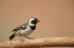 Cape Sparrow (Passer melanurus)