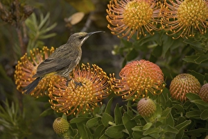Cape Sugarbird (Promerops cafer)