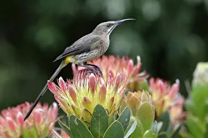 Cape Sugarbird (Promerops cafer)