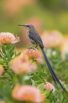 Cape sugarbird (Promerops cafer)