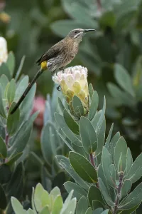 Cape Sugarbird (Promerops cafer)