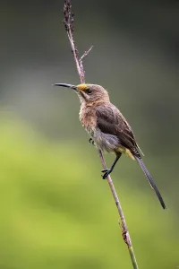 Cape Sugarbird (Promerops cafer)