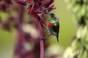 Cape Sunbird (Cinnyris chalybeus)