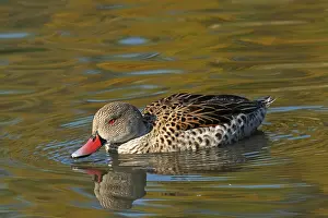 Cape teal (Anas capensis), Cape duck