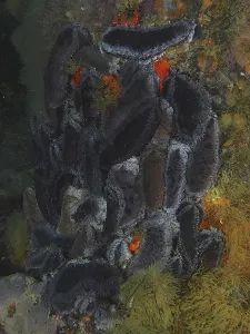 Cape Town sea cucumber (Hemiocnus insolens)