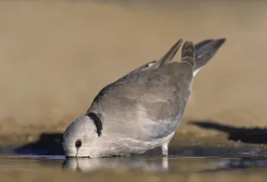 Cape Turtle Dove or Ring-necked Dove (Streptopelia capicola)