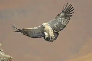 Cape vulture (Gyps coprotheres) in flight
