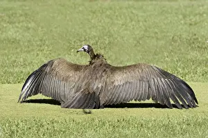 Cape vulture, (Necrosyrtes monachu)