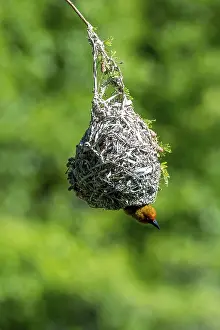 Cape Weaver Bird (Ploceus capensis) hanging upside down from its nest