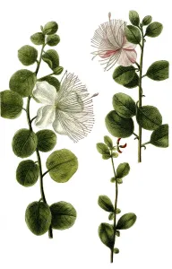 Caper bush (Capparis spinosa), Historic