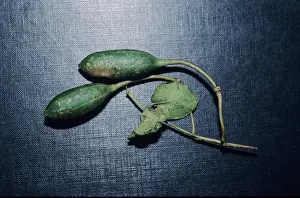 Caper fruit (Capparis spinosa)