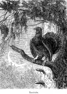 Capercaillie, Hubertus hunting and hunting scenes