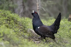 Capercaillie (Tetrao Turogallus) mating in Pinzgau