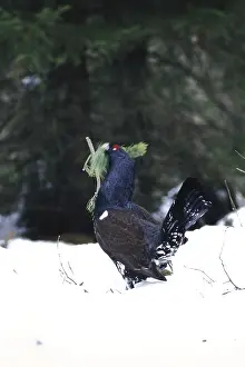 Capercaillie, Tetrao urogallus